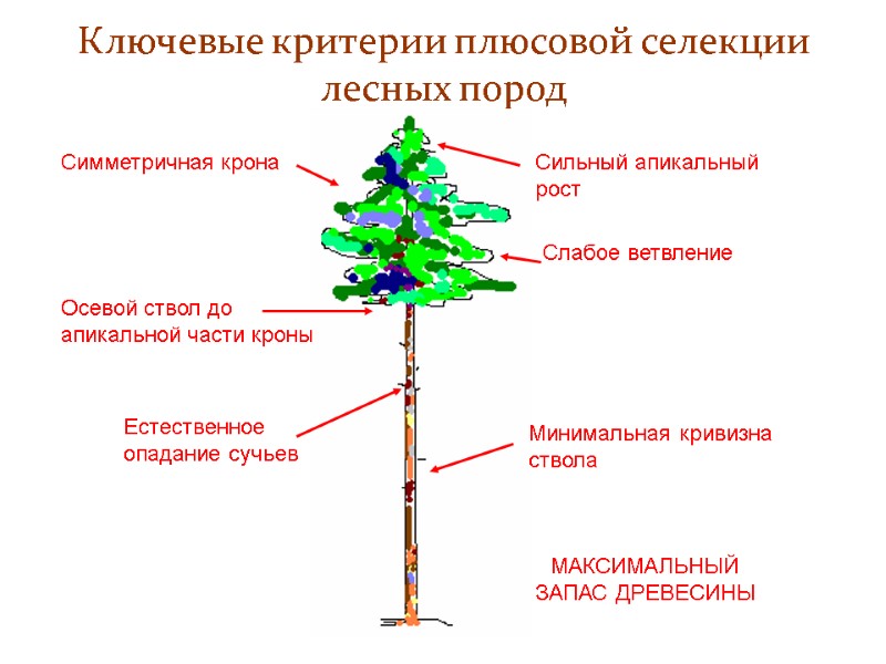 Ключевые критерии плюсовой селекции лесных пород Естественное опадание сучьев Слабое ветвление Симметричная крона Сильный